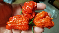 WHP 006 - Pepper Seeds - White Hot Peppers